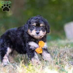 Waldo, Cavapoo Puppy